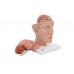 model ludzkiego mózgu z tętnicami u podstawy głowy, 8 części - 3b smart anatomy - 1017869 [c25] 3b scientific modele anatomiczne 7